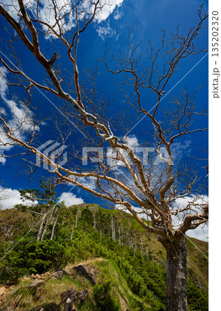 御小屋尾根のダケカンバの芽吹きと八ヶ岳連峰・阿弥陀岳の眺め 135202320