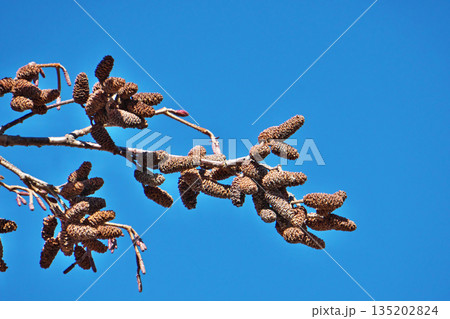ヤマハンノキの実と蕾（冬、一月） 135202824