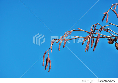 ヤマハンノキの蕾（冬、一月） 135202825