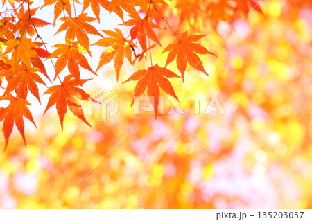 鮮やかな紅葉 135203037