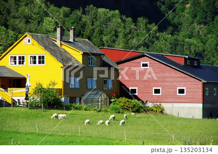 ハダンゲンフィヨルドの緑豊かな田園風景 135203134