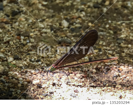 立木神社　神様トンボ（ハグロトンボ） 135203294
