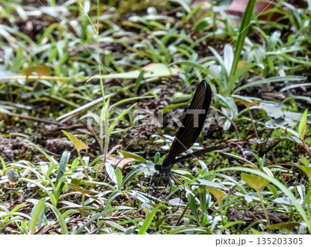 立木神社　神様トンボ（ハグロトンボ） 135203305