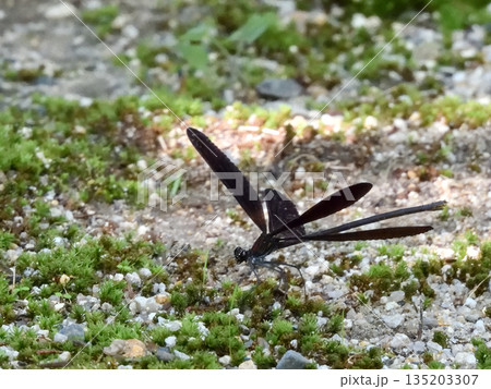 立木神社　神様トンボ（ハグロトンボ） 135203307