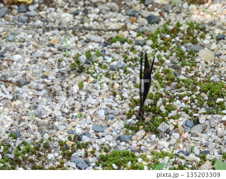 立木神社 神様トンボ(ハグロトンボ) 立木神社 神様トンボ(ハグロトンボ) 135203309