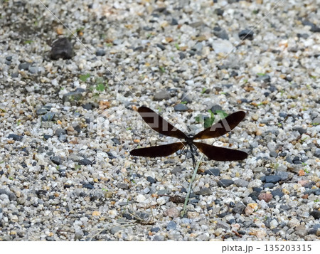 立木神社 神様トンボ(ハグロトンボ) 立木神社 神様トンボ(ハグロトンボ) 135203315