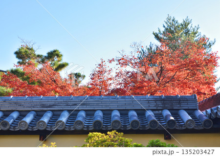 等持院の紅葉 135203427