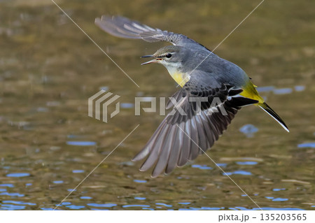 嘴を開けて飛ぶキセキレイ 135203565