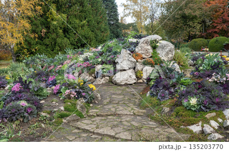 Rows of Potted Ornamental Kale Plants in Autumn Garden 135203770