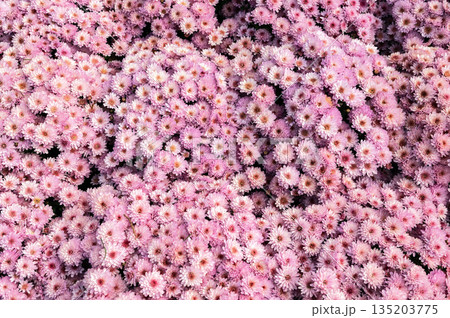 Vibrant Field of Purple and Pink Chrysanthemum Flowers in Bloom 135203775