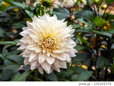 Elegant White and Cream Dahlia Flower Blooming in Garden 135203778