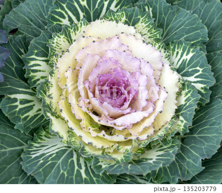 Decorative Purple and Green Ornamental Cabbage Kale Plant in Garden 135203779