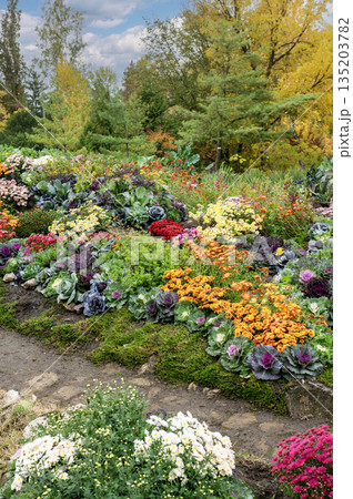 Beautiful Autumn Flower Bed with Colorful Chrysanthemums and Kale Beautiful Autumn Flower Bed with Colorful Chrysanthemums and Kale 135203782