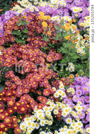 Beautiful Autumn Flower Bed with Colorful Chrysanthemums and Kale 135203784