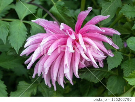Vibrant Pink Cactus Dahlia Flower Blooming in Autumn Garden Vibrant Pink Cactus Dahlia Flower Blooming in Autumn Garden 135203790