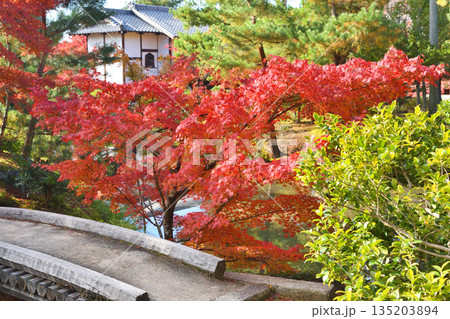 等持院の紅葉 135203894