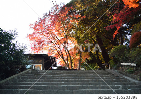 茨城県 筑波山登山道の紅葉 茨城県 筑波山登山道の紅葉 135203898
