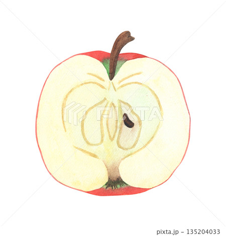 Illustration of an apple slice, a hand-drawn watercolor fruit. Ripe, realistic seasonal fruit. 135204033
