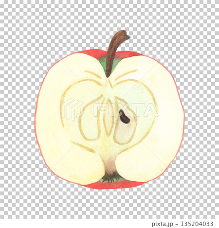 Illustration of an apple slice, a hand-drawn watercolor fruit. Ripe, realistic seasonal fruit. 135204033