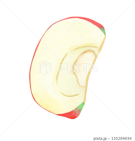 Illustration of an apple slice, a hand-drawn watercolor fruit. Ripe, realistic seasonal fruit. 135204034