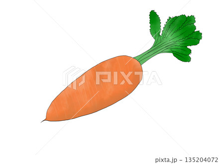 水彩イラストのじゃがいも 135204072