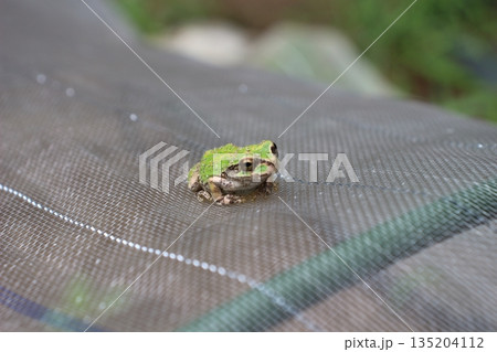 梅雨時期に見かけるシンプルなニホンアマガエル 135204112