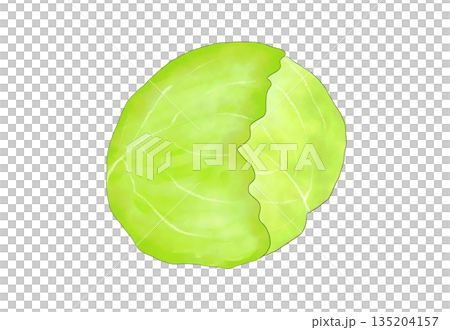 水彩イラストのキャベツ 135204157