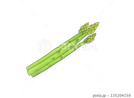 水彩イラストのアスパラ 135204159