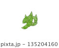 水彩イラストの枝豆 135204160