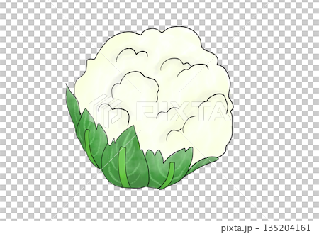 Watercolor illustration of cauliflower Watercolor illustration of cauliflower 135204161
