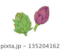水彩イラストのアーティチョーク 135204162