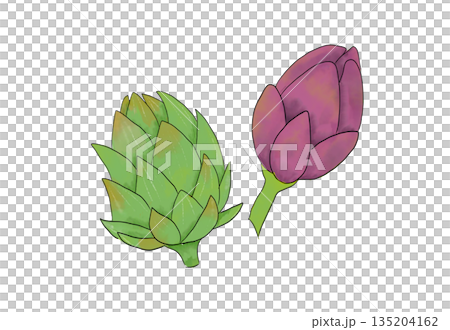 Watercolor illustration of artichoke Watercolor illustration of artichoke 135204162