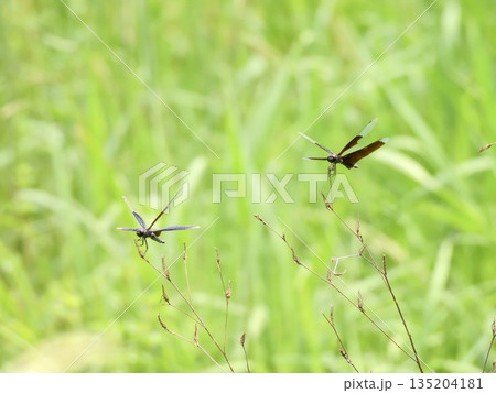びわこ文化公園　チョウトンボ（蝶蜻蛉） 135204181