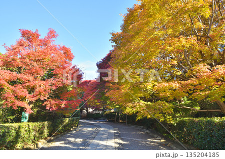 龍安寺の紅葉 135204185