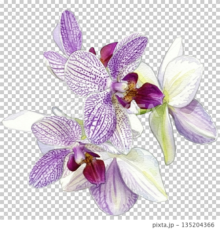 盛開的蝴蝶蘭水彩插圖（透明PNG格式） 135204366