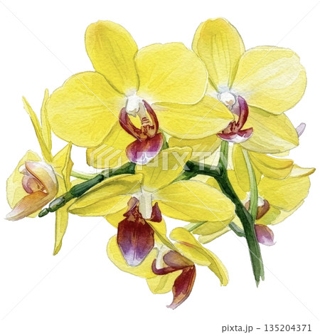 満開の胡蝶蘭の水彩イラスト（透過PNG） 135204371