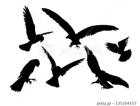 Set of eagle bird silhouettes. Birds flying and sitting. hand drawing. Not AI. Vector illustration 135204557