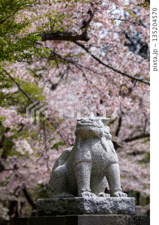 北海道岩内町、岩内神社の狛犬と桜【5月】 135204570