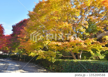 龍安寺の遊歩道の紅葉 135204588