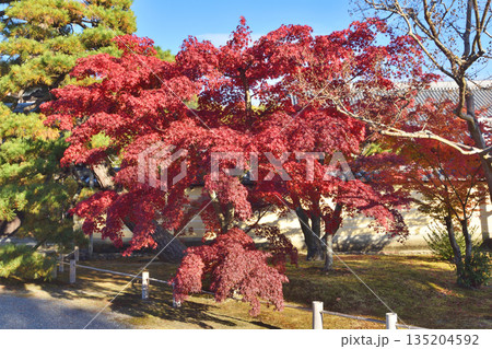 等持院の門と紅葉 135204592
