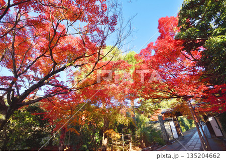 龍安寺の参道の紅葉 龍安寺の参道の紅葉 135204662