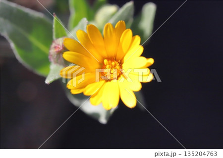 冬の庭に咲くオレンジ色のカレンデュラ(冬知らず)の花 冬の庭に咲くオレンジ色のカレンデュラ(冬知らず)の花 135204763