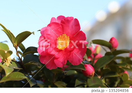 冬の庭に咲く赤いツバキの花と蕾 冬の庭に咲く赤いツバキの花と蕾 135204856