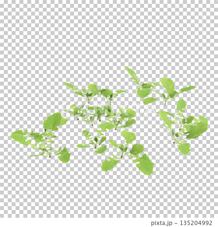 Lapsanastrum apogonoides bush plants 3d illustration on transparent background Lapsanastrum apogonoides bush plants 3d illustration on transparent background 135204992