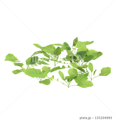 Lapsanastrum apogonoides bush plants 3d illustration on transparent background Lapsanastrum apogonoides bush plants 3d illustration on transparent background 135204993