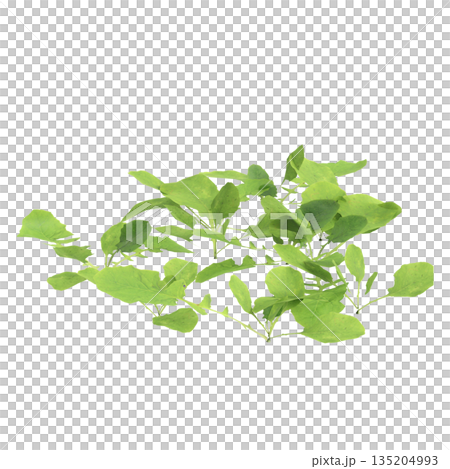 Lapsanastrum apogonoides bush plants 3d illustration on transparent background 135204993