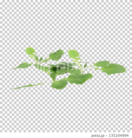Lapsanastrum apogonoides bush plants 3d illustration on transparent background Lapsanastrum apogonoides bush plants 3d illustration on transparent background 135204994