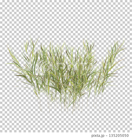 Pogonatherum crinitum bush plants 3d illustration on transparent background 135205050