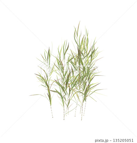Pogonatherum crinitum bush plants 3d illustration on transparent background Pogonatherum crinitum bush plants 3d illustration on transparent background 135205051