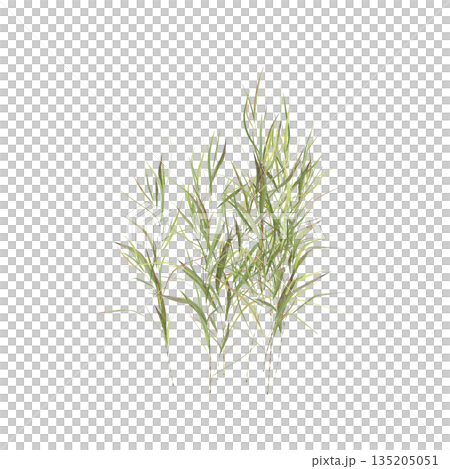 Pogonatherum crinitum bush plants 3d illustration on transparent background Pogonatherum crinitum bush plants 3d illustration on transparent background 135205051
